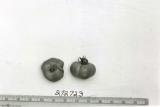 Click for 1 image(s) for this accession. FRUIT